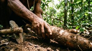 Lire la suite à propos de l’article L&rsquo;histoire du manioc | De l&rsquo;Amérique du Sud à la Guadeloupe
